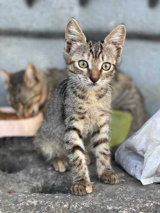 Мальчик 2 мес ручной ласковый ищет дом