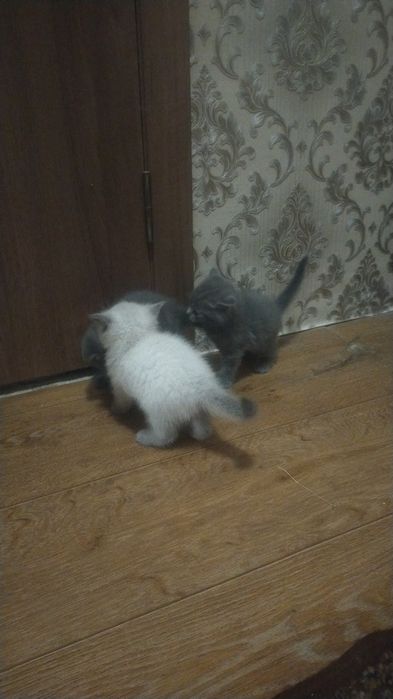 Продам чистокровні шотландські кошенятакошенята