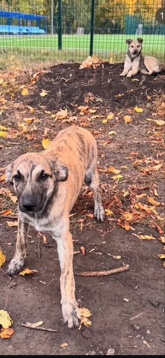 Щенки девочки ищут заботливые ручки