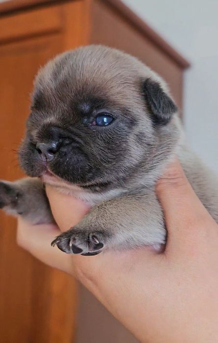 Bulldog Francês macho