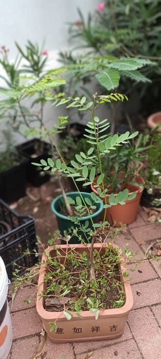 Tipuanas arvores com 2 ou mais anos