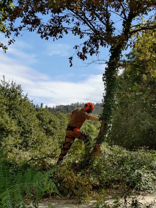 Limpezas de terrenos agrícolas e florestais
