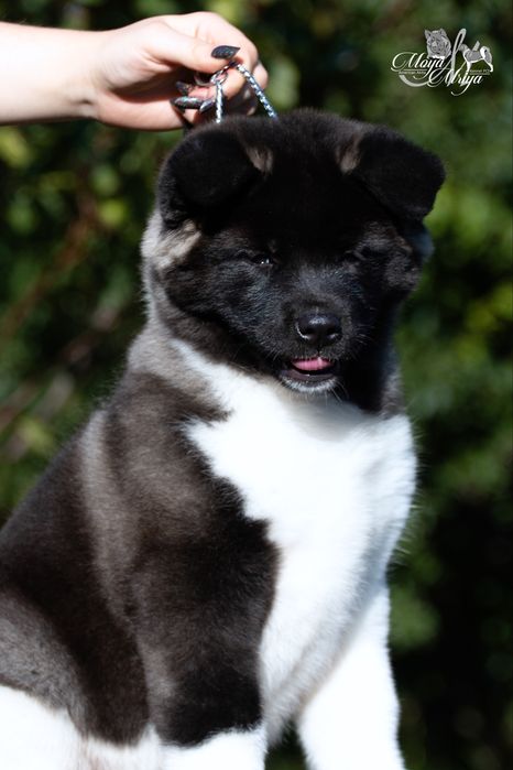Американська акіта/ американская акита / american akita