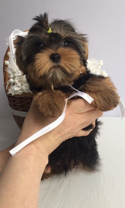 Йорки гарнесенькі