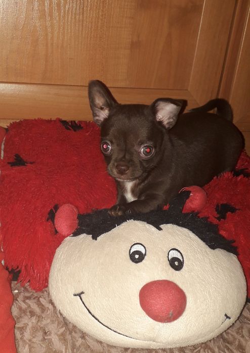 Chihuahua piesek maleńki