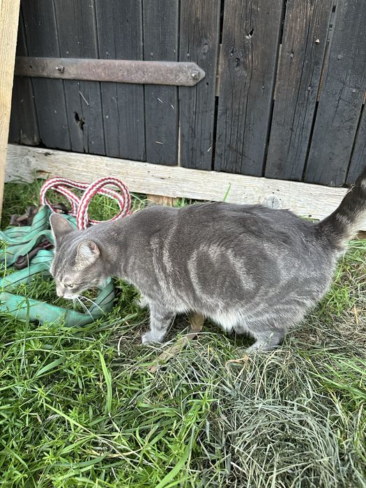 Zaginela kotka Yufka