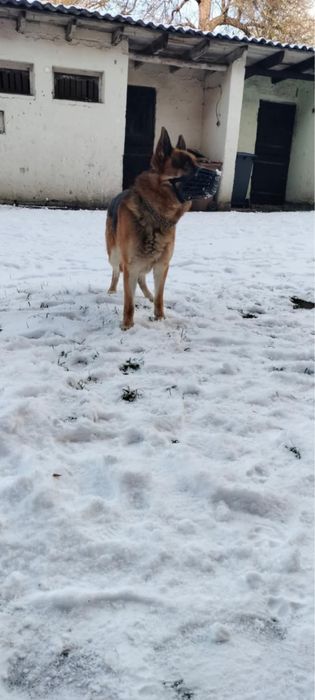 Owczarek Niemiecki znaleziony w Przyborowie -Gmina Wińsko .