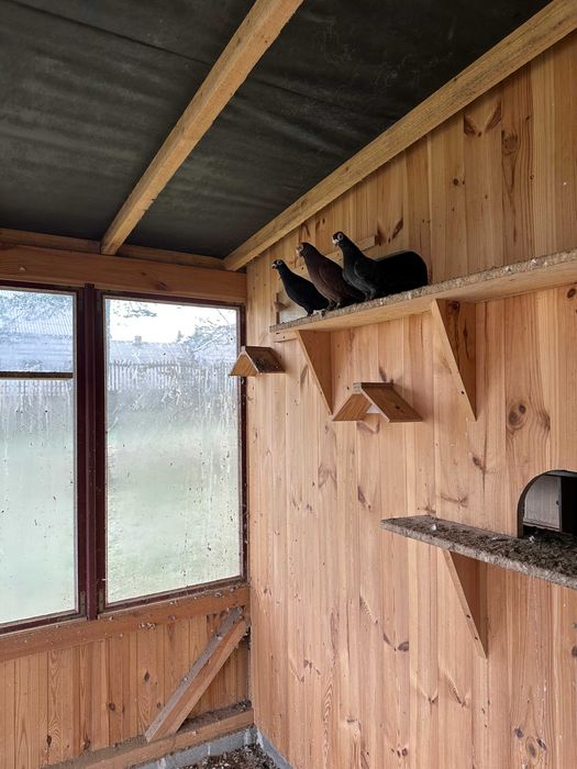 Sprzedam gołębie Brodawczak podkarpacki