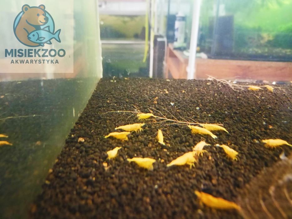 MISIEKZOO Krewetki - Krewetka Yellow / Żółta tylko 6 zł