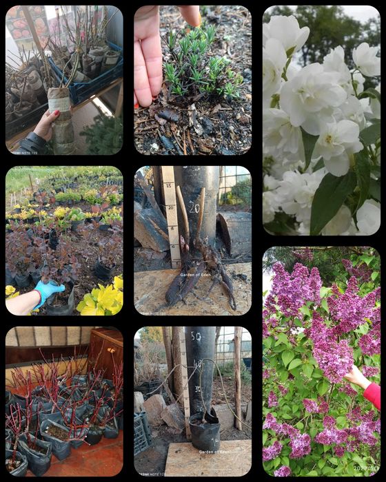 Саженцы декоративных растений. ландшафт. декоративні рослиникустарники