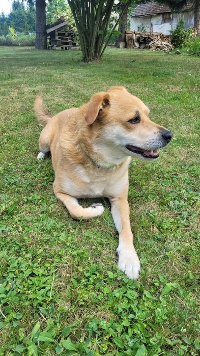 Domowy hotel dla psów  - Polana Asami