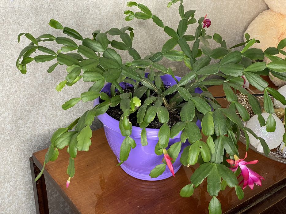 Рождественник