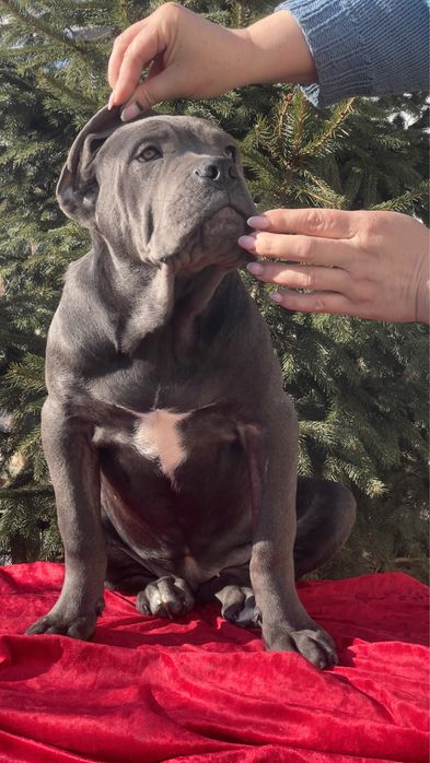 Кане корсо дівчинка