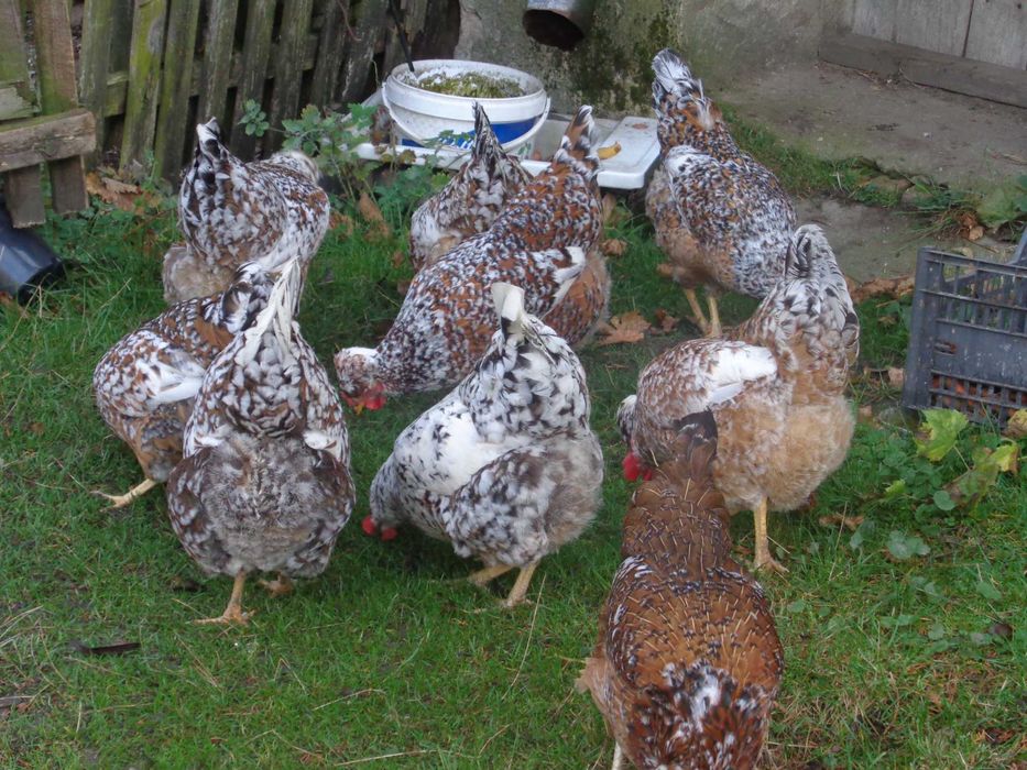 Jaja legowe czubatki. Drób ozdobny