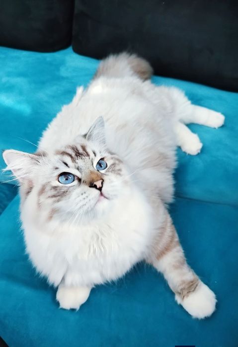 Kocurek Ragdoll seal point lynx