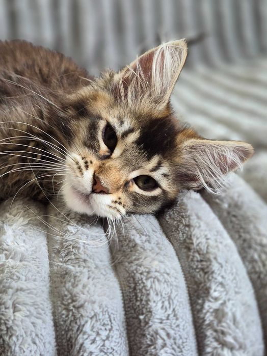 Jagna Kotka Maine Coon