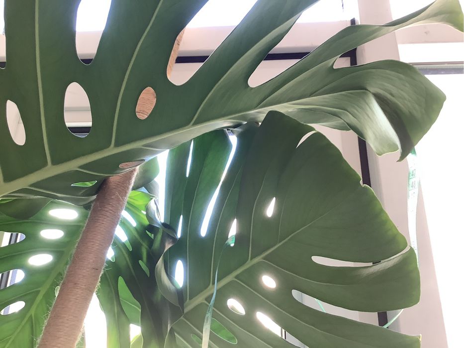 Монстера деликатесная,эхмея полосатая