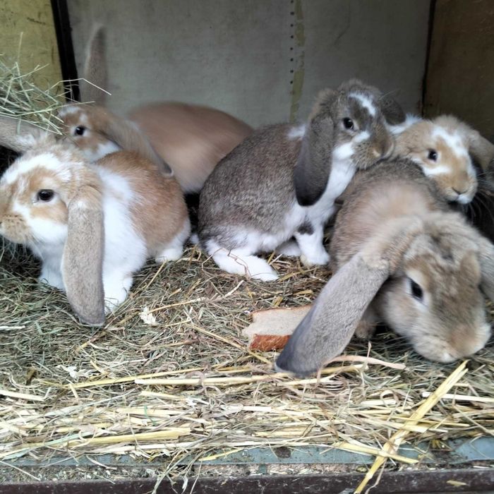 Króliki młode samce i samice