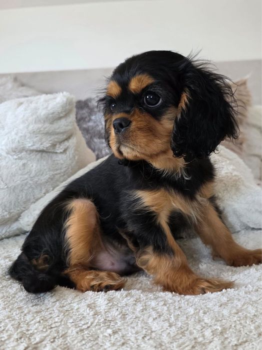 Cavalier King Charles Spaniel - piesek