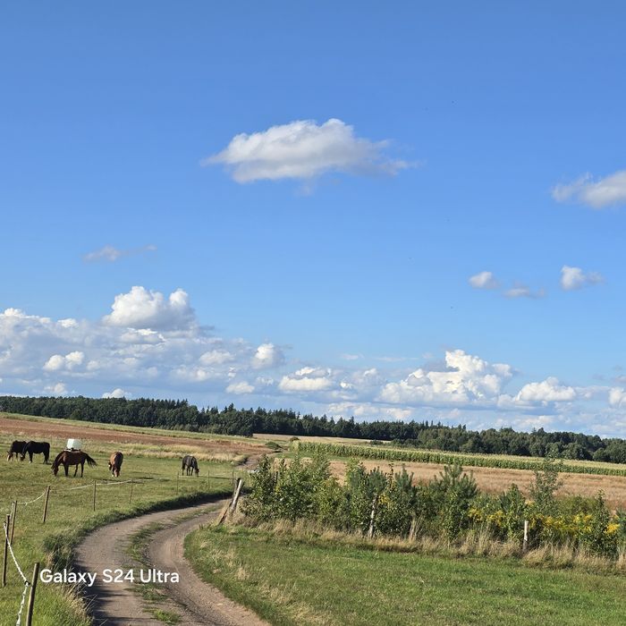 Atrakcyjna działka rolna zalesiona na sprzedaż w okolicach Gryfowa. - Widok 2