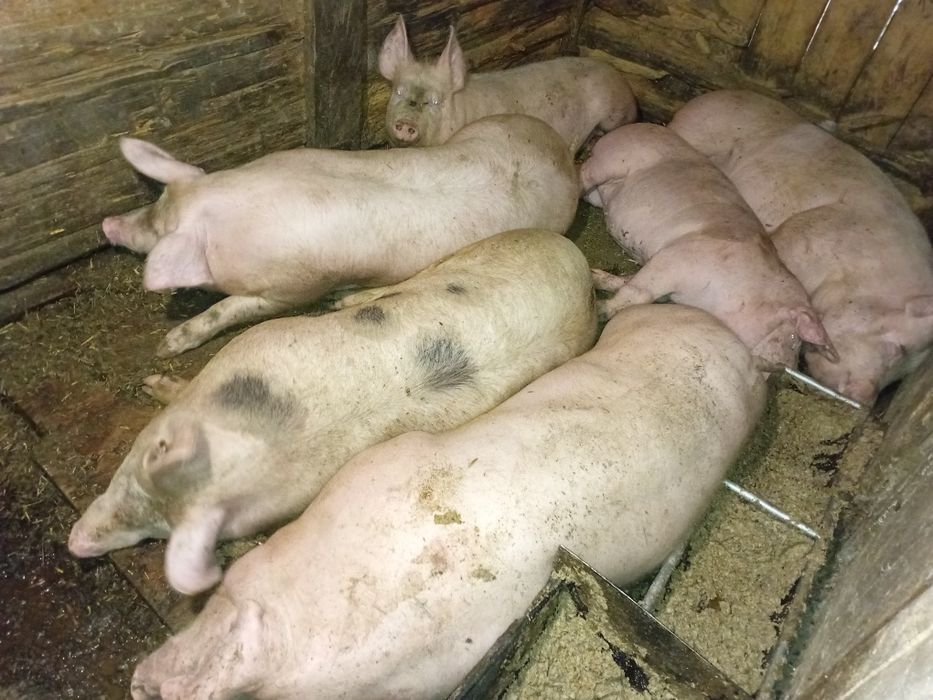 Продам свиней домашніх на м'ясо