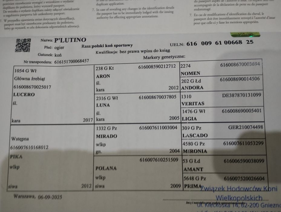 Sprzedam  ogierka PKS