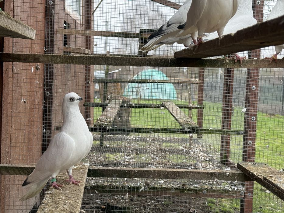 Golebie ozdobne winerki motyle wiedyny