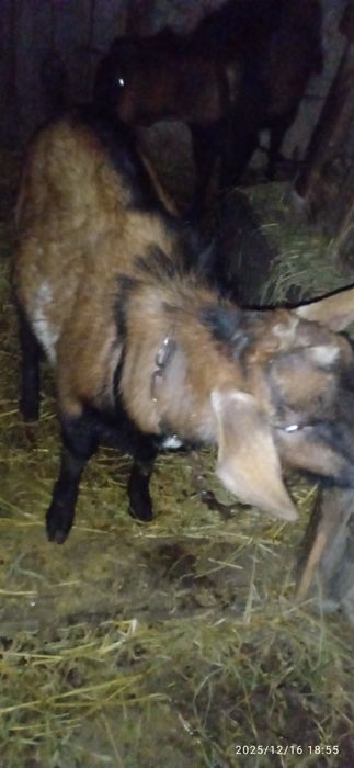 Продам альпо-нубійського козлика