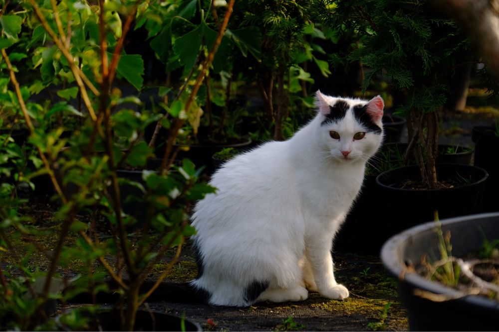 Biała czarna kotka bez uszu wykastrowana adopcja szuka domu