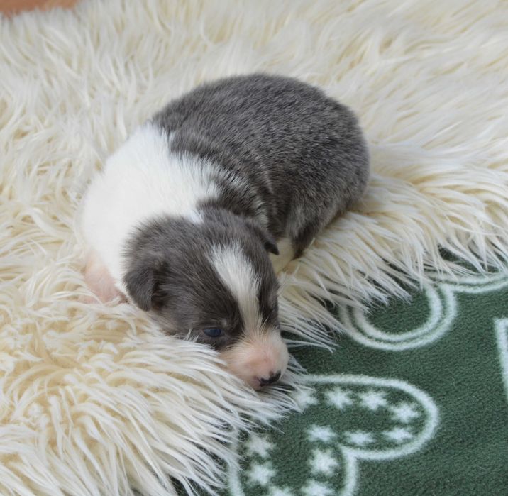 Suczka Border Collie ZKwP / FCI niebieska tricolor
