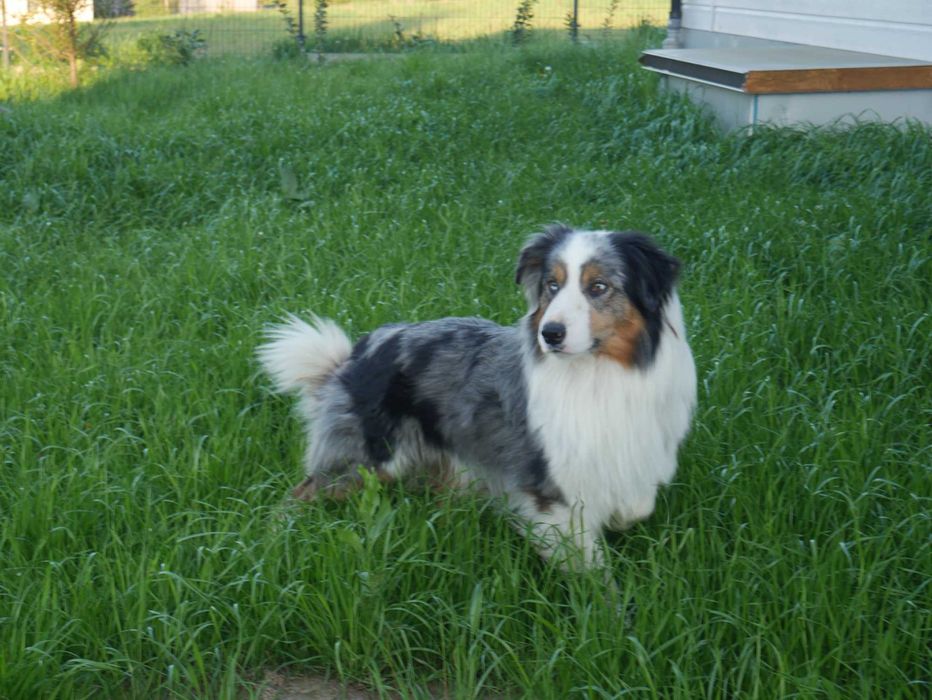 Border Collie Blue Merle Tri Color