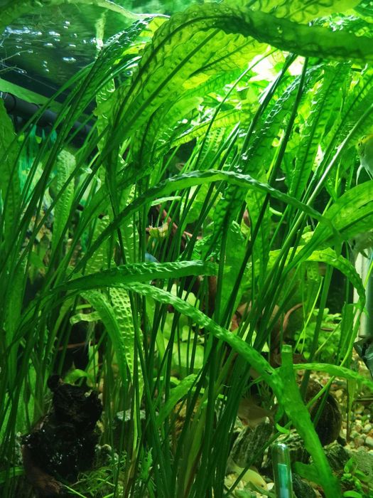 Kryptokoryna karbowana i backetii