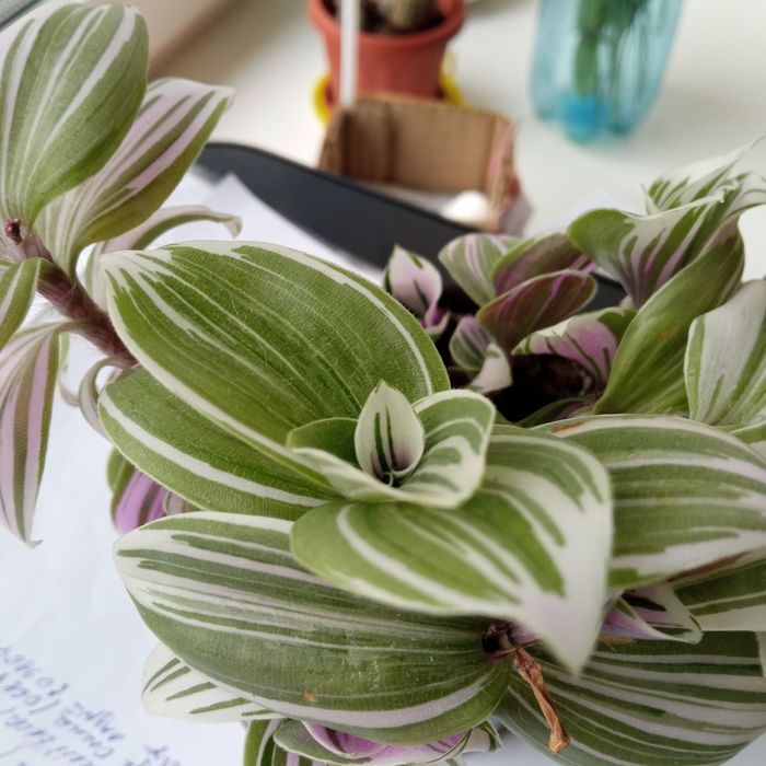 Традесканція(кімнатна рослина)