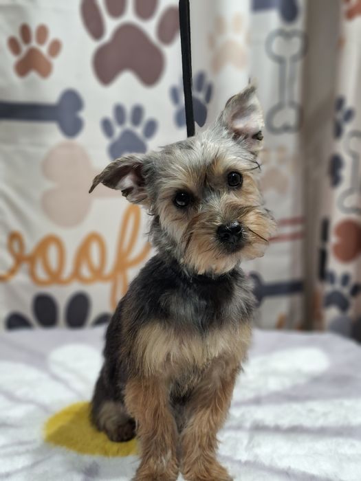 Yorkshire terrier  odchowany