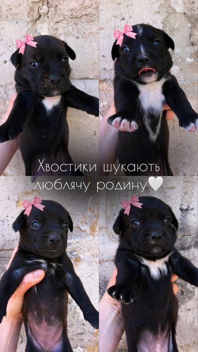Метиси французького бульдога