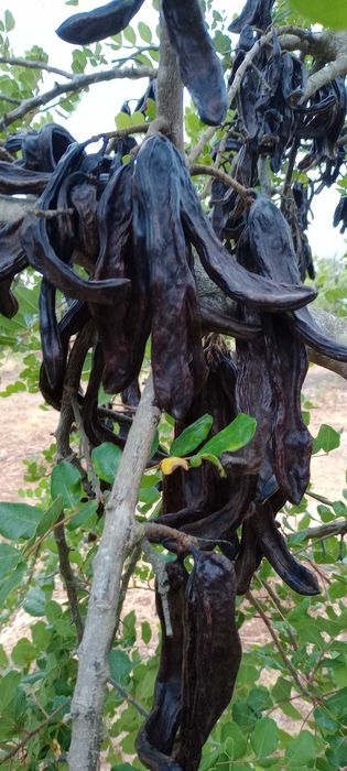 Alfarroba do Algarve