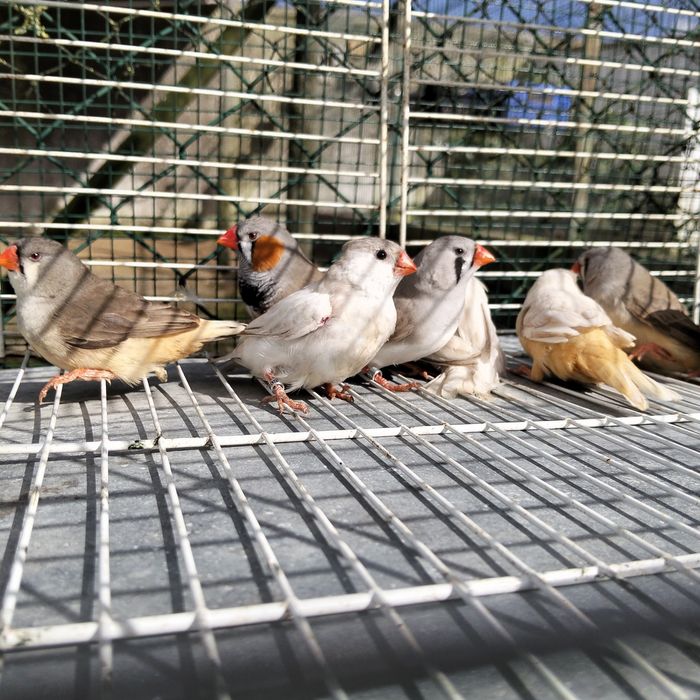 Venda Diamante Mandarins Gigantes