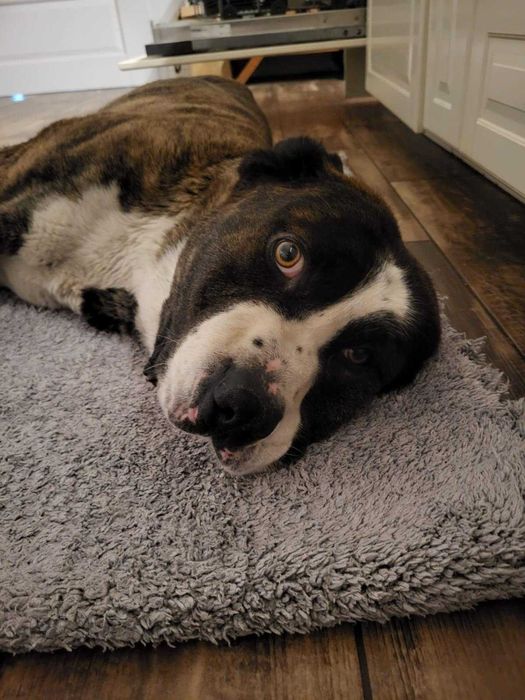 Piękna Muma szuka najlepszego domu