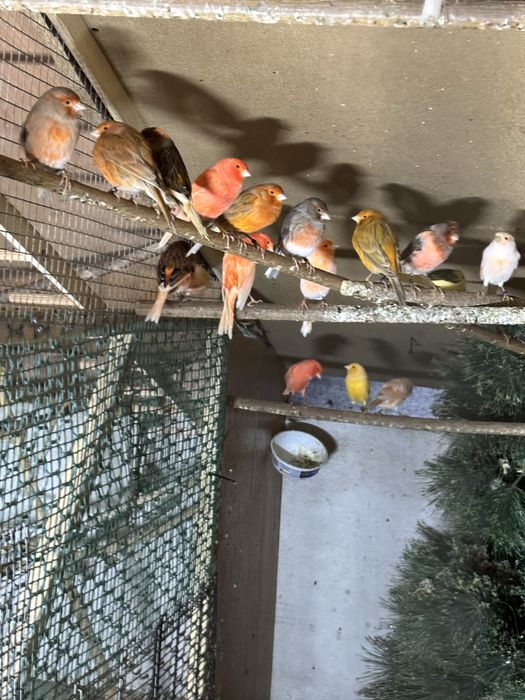 Kanarki samce i samice