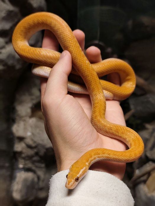 Wąż mahoniowy samiec albino t- jak wąż zbożowy