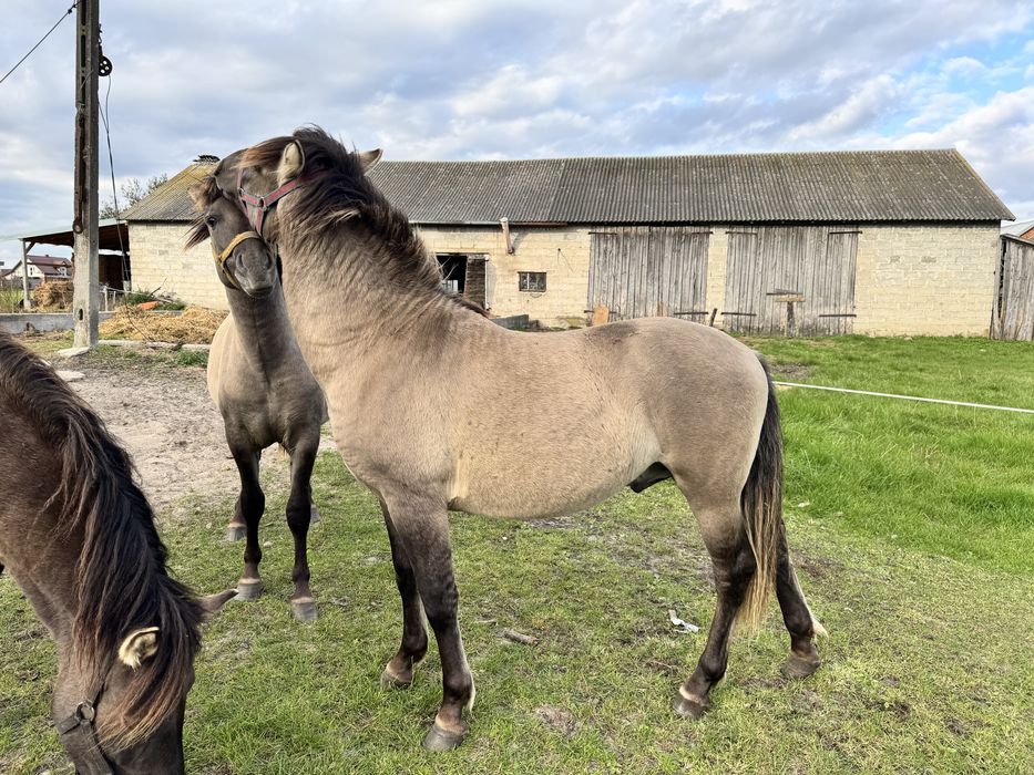 Kucyk konik polski ogier  koń