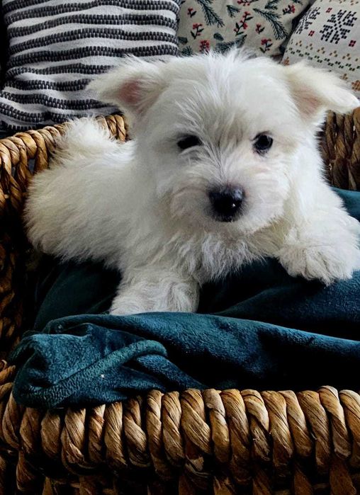 malańczyk dziewczynka do odbioru!!!