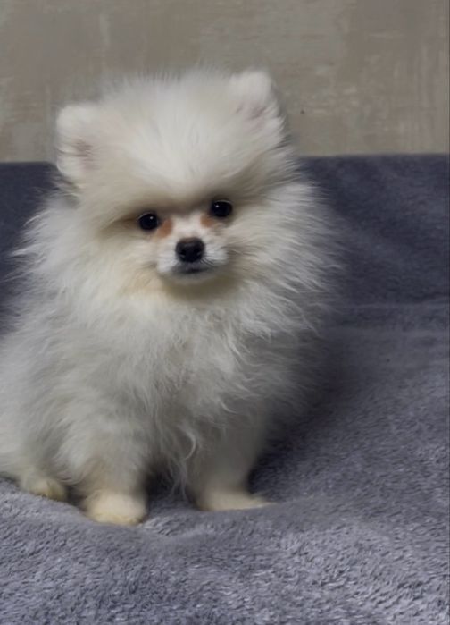 Супер пухнастики