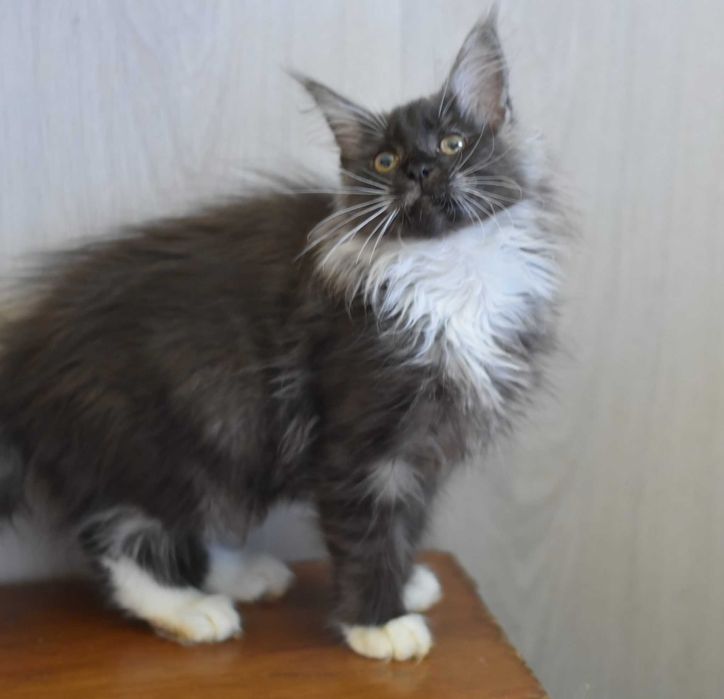 Кошка мейн куночка