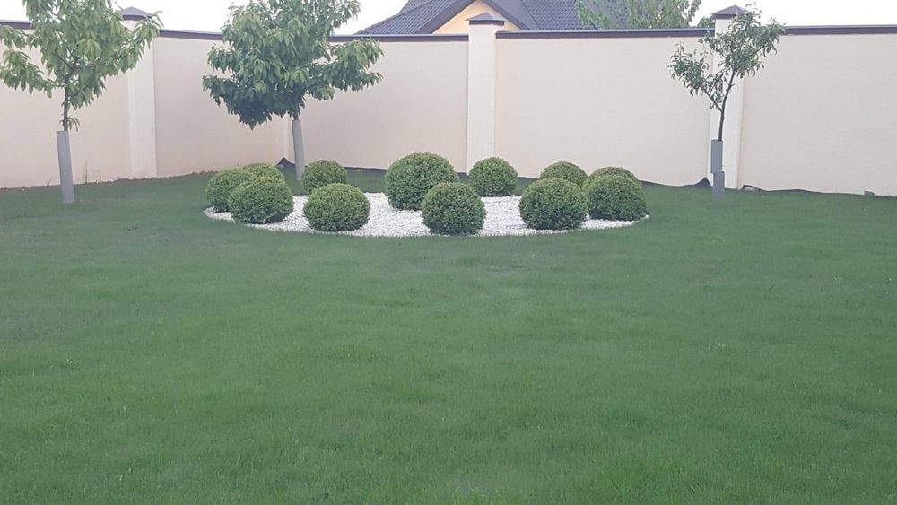 Самшит, вічнозелені рослини