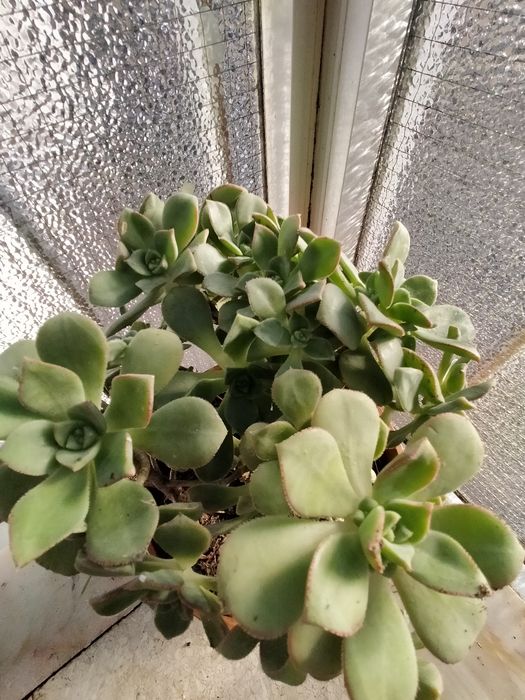 Suculenta - Aeonium haworthii