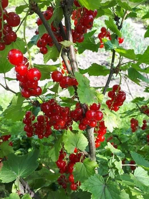 Sok z czerwonej porzeczki