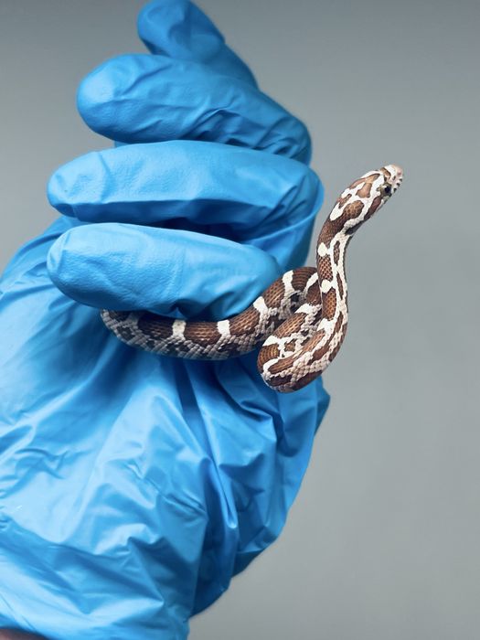 Wąż zbożowy węże zbożowe transport wyprawka