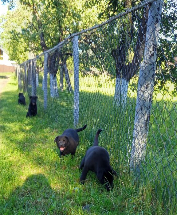 Шпіц і лабрадор ,дитячі собаки.