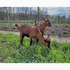 Продам козенят (козочки) чисто альпійської породи